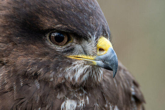 Buse variable