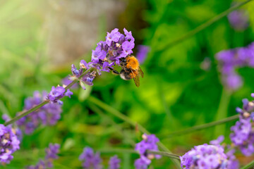 Insect bee close-up on lavender flowers .Summer photo .Desktop wallpaper