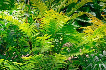 Leaves of a green fern in the forest .botanical photograph