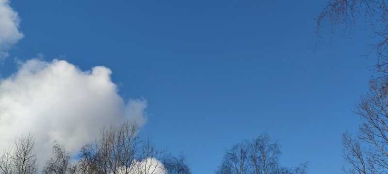 Bright spring sky with white clouds. Spring day, light blue sky. To the left is a large white fluffy cumulus cloud. From below, the tops of the trees are still without foliage.