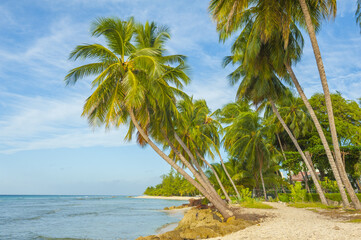 Tropical beach in Barbados