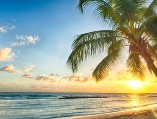 Schilderijen op glas Beautiful vivid sunset over the coco palm in Barbados © Fyle