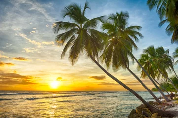 Fotobehang Beautiful vivid sunset over the coco palm in Barbados © Fyle
