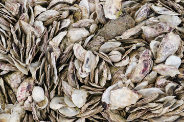 Mussel and oyster shells on the seashore