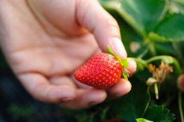 Hand picking strawberry fruit in spring garden