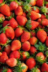 Fresh picked red strawberry fruits closeup