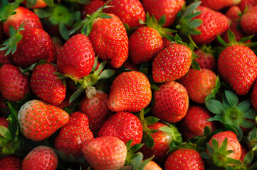 Fresh picked red strawberry fruits closeup