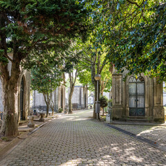 Walkway and trees in Agramonte Cemetery, Porto
