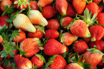 Fresh picked red strawberry fruits closeup