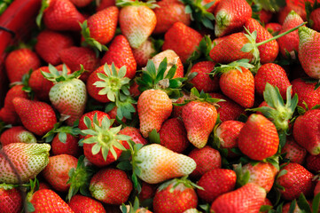 Fresh picked red strawberry fruits closeup