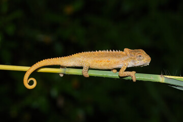 Natal Midlands Dwarf Chameleon (Bradypodion thamnobates)