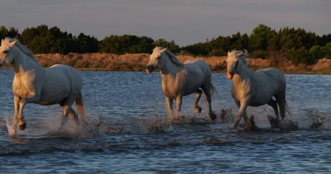 Camargue Horse, Herd trotting or galloping in Ocean near the Beach, Saintes Marie de la Mer in Camargue, in the South of France, Slow Motion 4K