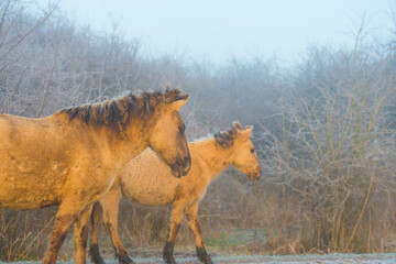 Horses in a grassy frozen green white field along a foggy lake in sunlight at sunrise in winter, Almere, Flevoland, The Netherlands, March 1, 2023