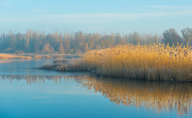Reed along the edge of a frozen foggy lake in sunlight at sunrise in winter, Almere, Flevoland, The Netherlands, March 1, 2023