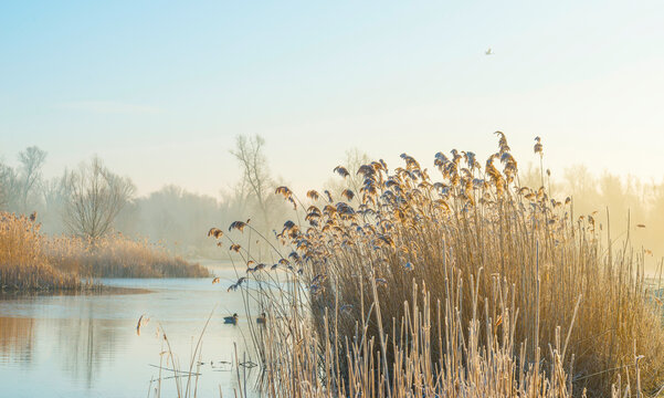 Reed along the edge of a frozen foggy lake in sunlight at sunrise in winter, Almere, Flevoland, The Netherlands, March 1, 2023