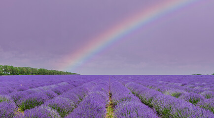 Lavendelfeld in voller Blüte mit Regenbogen