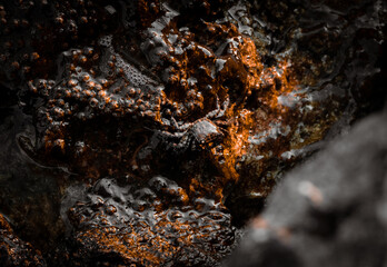 little crab camouflage with the environment 