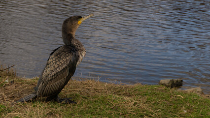 Kormoran nad woda Irlandia Arklow © Pabarte
