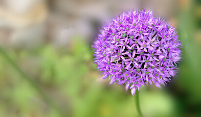 closeup on pink round flower of ornamental garlic blomming in the garden