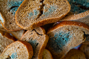 bread covered with mold. Stale bread covered with mold