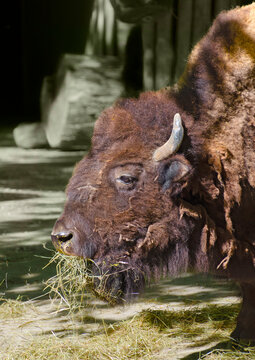 head of a big buffalo eating hay at a zoological garden