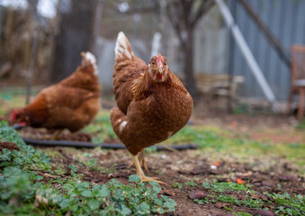 red star chicken outdoors in green grass in Adelaide South Australia