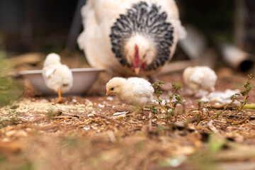 Mother hen with three baby chicks feeding 