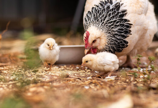 Mother Hen With Three Baby Chicks Feeding 