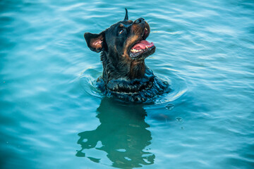 Monica plays in Red Sea Beach celebrating National Puppy Day found in USA, It exists to honor our...