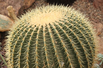 Close-up of a golden barrel cactus , spine detail rows,  Echinocactus grusonii