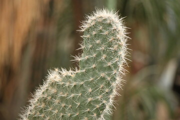 Opuntioideae cactus with small deciduous, barbed spines called glochids 