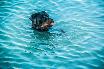Monica plays in Red Sea Beach celebrating National Puppy Day found in USA, It exists to honor our four-legged friends, shot is selective focus with shallow depth of field. Taken at Hurghada, Egypt.