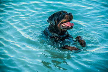 Monica plays in Red Sea Beach celebrating National Puppy Day found in USA, It exists to honor our...