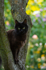 Fluffy colorful beautiful cat prepares to jump from the tree. .Attractive pet trying not to fall from tree.
