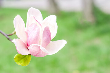 Obraz premium Magnolia flower blooms on blurred natural green background. Selective focus.
