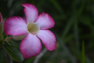 Fototapeta na wymiar Pink Adenium Flower Close Up Macro