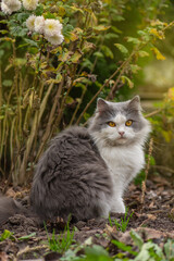 Kitten sitting near autumn  flowerbed. Cat sitting in flowers in the autumn. © lesichkadesign