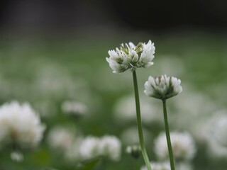春の野原　シロツメクサ