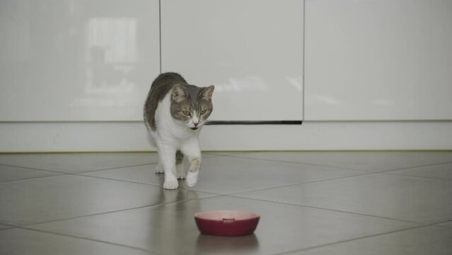 Domestic cat walking to eat meal, white tabby stray feline breakfast