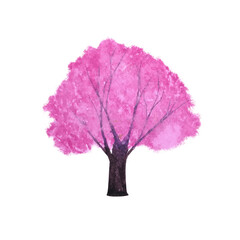 watercolor painting pink tree cherry blossom or sakura abstract png white background.hand drawn png.	