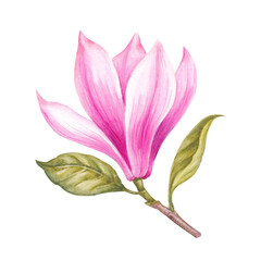 Fototapeta na wymiar Watercolor pink Magnolia. Rose spring floral