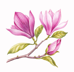 Naklejka premium Watercolor pink Magnolia. Rose spring floral
