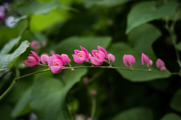 ornamental flower vines