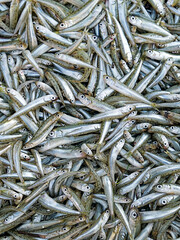 Fresh smelt fish catch for sale at the local market, top view closeup. Healthy Mediterranean diet with lots of omegas and minerals.