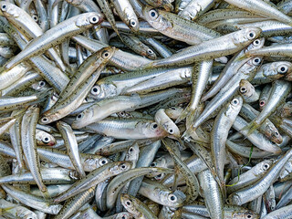 Fresh smelt fish catch for sale at the local market, top view closeup. Healthy Mediterranean diet...