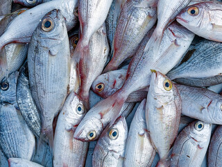 Obraz premium Fresh red snappers fish for sale in the local market, top nearby. Healthy Mediterranean diet with lots of omegas and metals.