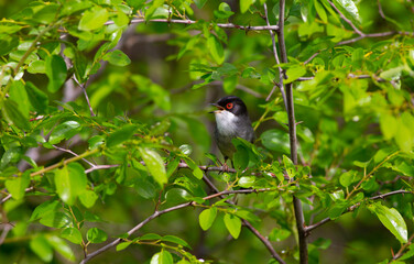 green background a wooded field a bird wearing a songbird, Sardinian Warbler, Sylvia melanocephala