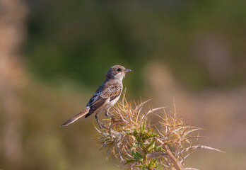 bird looking around  in woodland, Woodchat Shrike, Lanius senator
