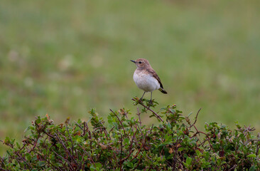 bird looking around  in woodland, Northern Wheatear, Oenanthe oenanthe