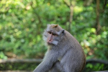 Fototapeta premium Close-up of an adult cynomolgus monkey taken from the side, with the rainforest diffused in the background.
